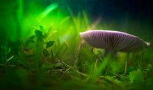 梦想与亲情的句子