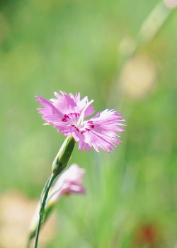 12.家庭感情是一个安静的港口,让航程的疲惫消失了。