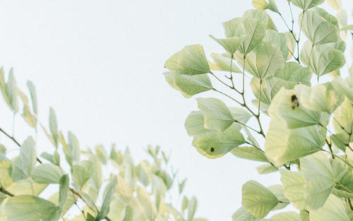 12.世界上所有的荣耀和骄傲都来自母亲。