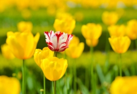 11.全世界的母亲都一样!他们的心永远是一样的,每个母亲都有一颗极其纯真的心。