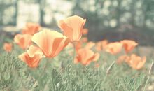 写母爱或亲情的句子