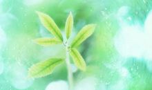 人生感悟的句子亲情