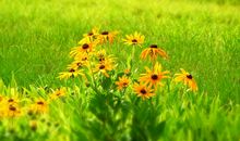 无法割舍的亲情的句子