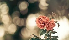 句句心痛得让人流泪的句子