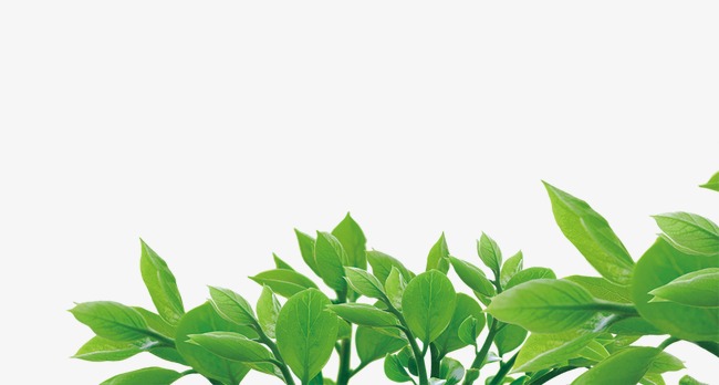 描述叶子的句子