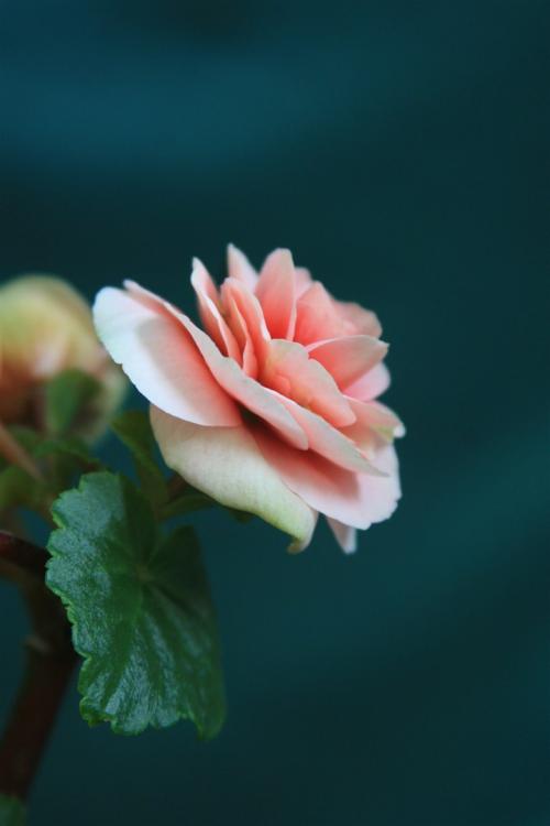 11.什么是家庭感情?是滋养我们成长的甜牛奶。