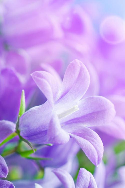 10.家庭情感使我们能够理解人生道路上最重要的部分。