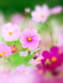 11.当眼泪遮住你的脸。但是寺庙仍然很温暖。再见2019年，你好2020年。