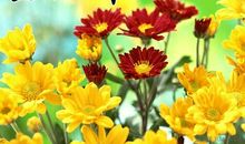 重阳节客户短信