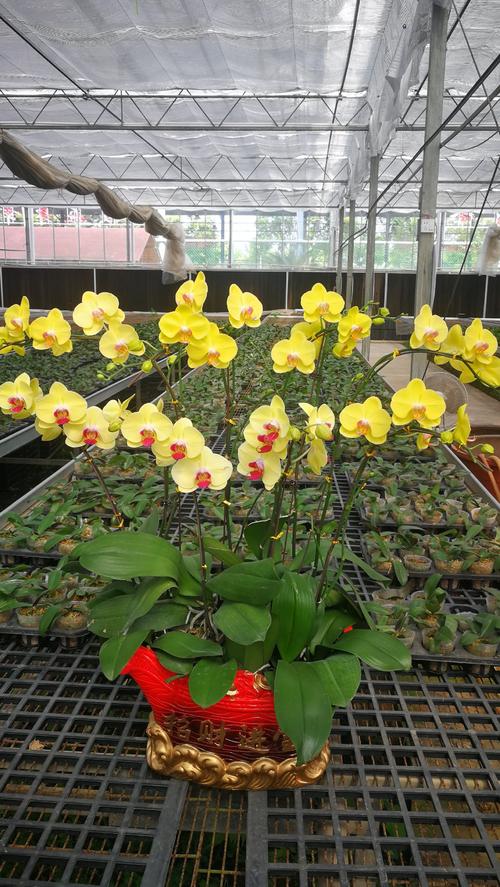 中秋祝兄弟短信