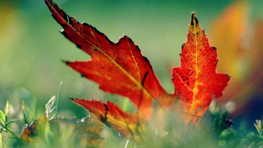 10.一个人的生活最重要的是什么？尊严？幸福？状态？有权利吗我认为这是幸福