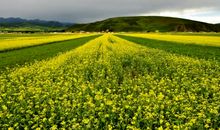 生活的平平淡开心的句子 简单快乐的心态句子