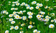 春游孩子们开心的句子 小朋友春游开心的句子