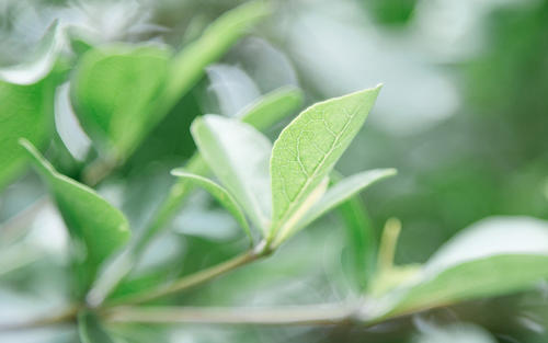 12.似乎有一种甜美而凉爽的风在我的心间穿越!