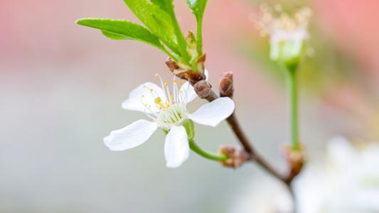 11.望着蔚蓝的大海,我忍不住哼着一首歌,就像帆船在海风中奔腾一样轻快。