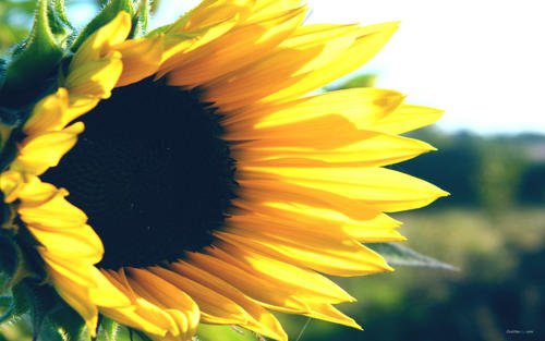 10.我是如此紧张,以至于我的心脏跳动得更快,仿佛心中有一个小球在跳来跳去。