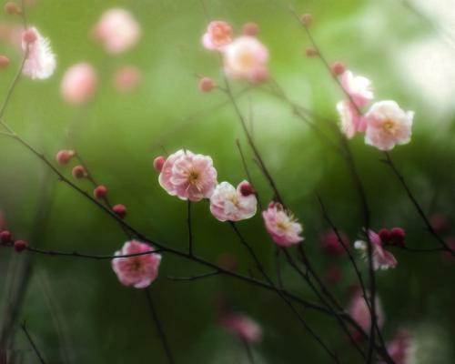 春天的祝福短信