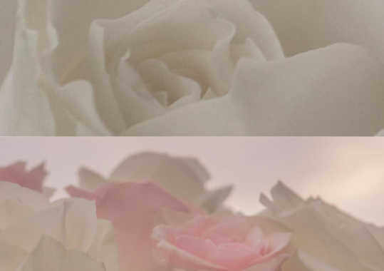 40.给我我一小部分的心，全力以赴！