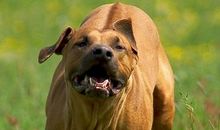 动物经典短信笑话