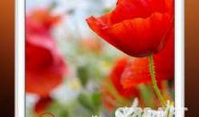 强调个性英语名言