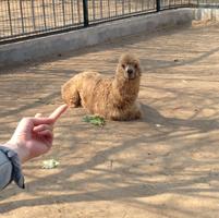 有趣的农历新年短信