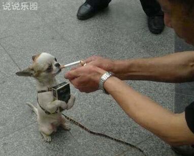 超级搞笑QQ聊天