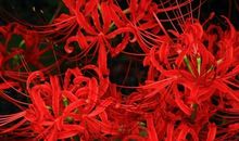 抒情描写的句子