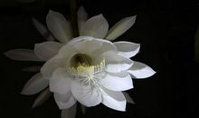 昙花的好词好句