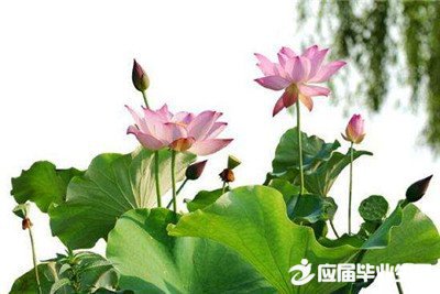 形容莲花的句子