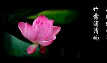 关于描写莲花的诗句