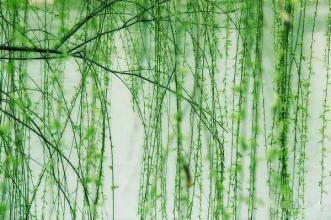 吞下漂亮的句子