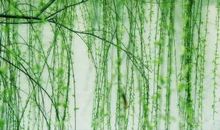 燕子优美的句子