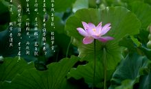 有关莲花的诗句