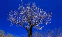 保护树木的一句话