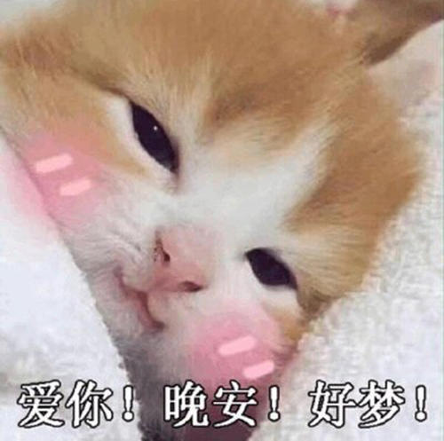 关于猫的审美句子