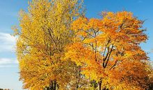 秋天景色的诗句