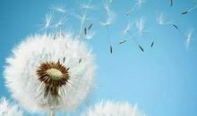 赞美蒲公英的话