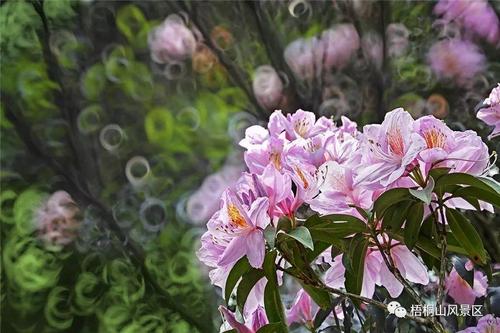 描述花的美丽的成语