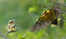 古诗中带鸟的诗句