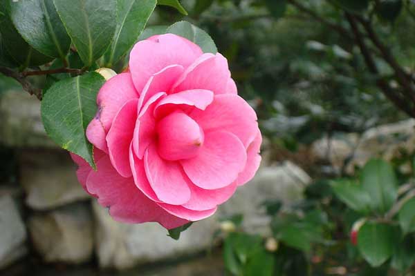 描述山茶花的句子