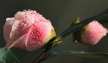 茶花的优美句子