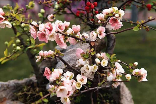 梨花美丽的句子