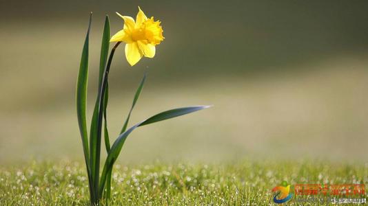 描述春天风景的成语