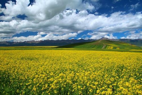 描述草原风光的句子