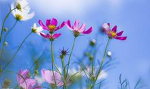 借蜜蜂抒情的诗句