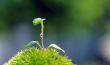 关于萌芽的句子