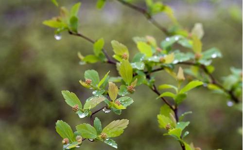 描述春天和春天的雨的句子