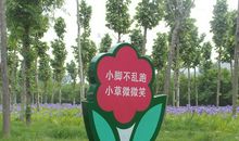 爱护花草树木的标语