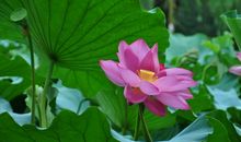 有关荷花的诗句大全