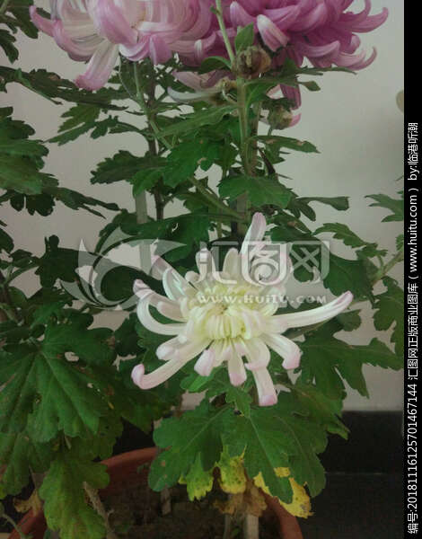 描述菊花香味的句子